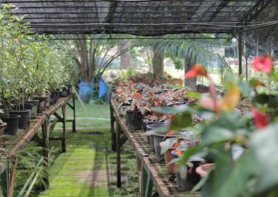 Menjual pokok bunga