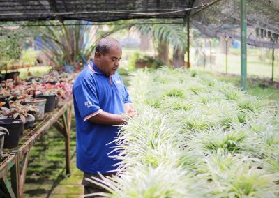 Penjagaan Tanaman