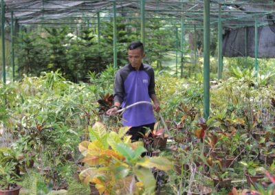 sintok agro pengenalan